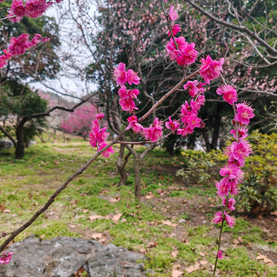 云淡风轻