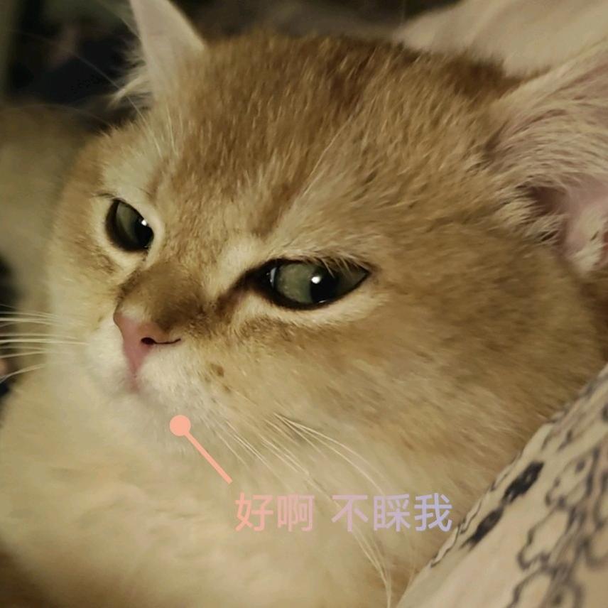 周公子