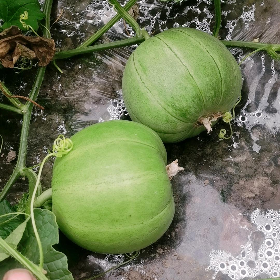 种大棚，小栗