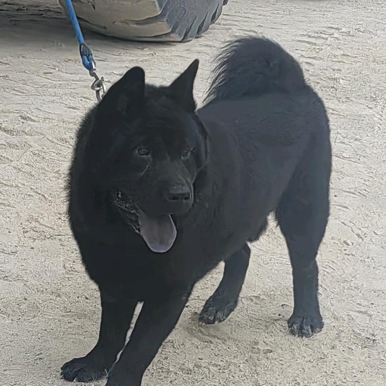 毅哥五黑犬舍