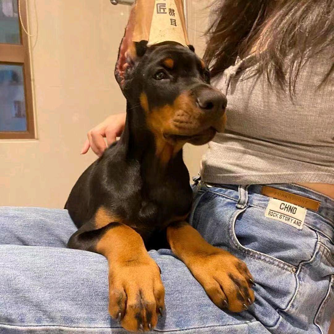 山河德系杜宾犬犬舍（客服号）