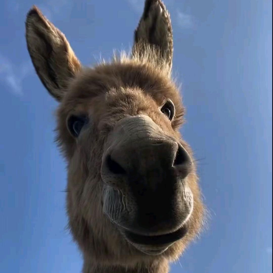 陈州游子宋耐湿