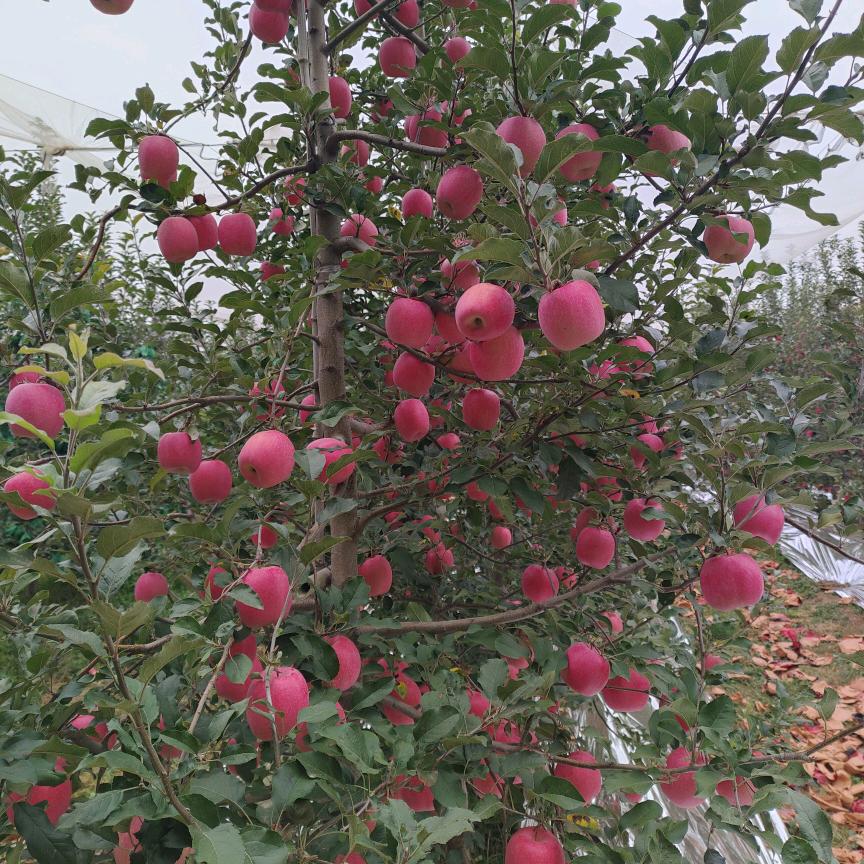 人生就是这样茶