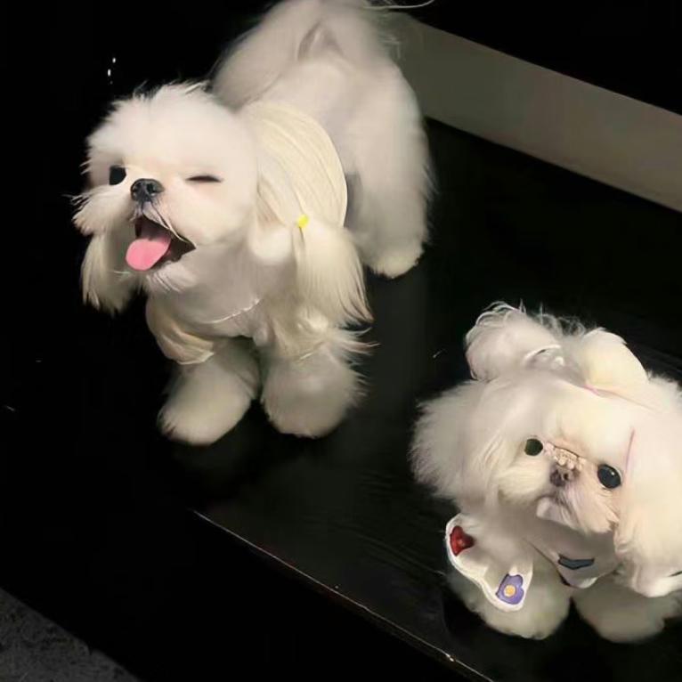 鲈鱼