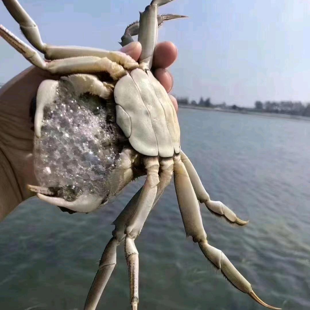 潤祥水产大闸蟹
