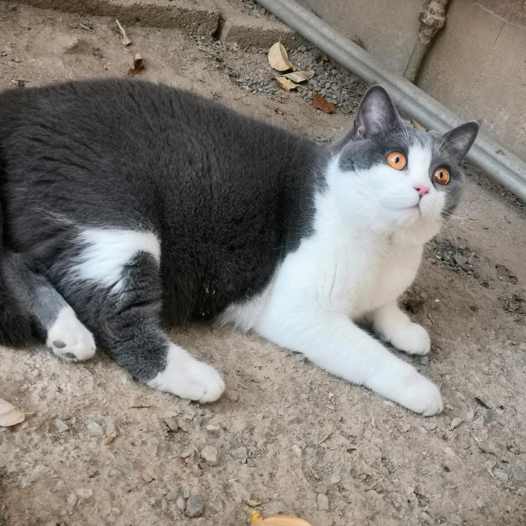 努力奋斗的小王