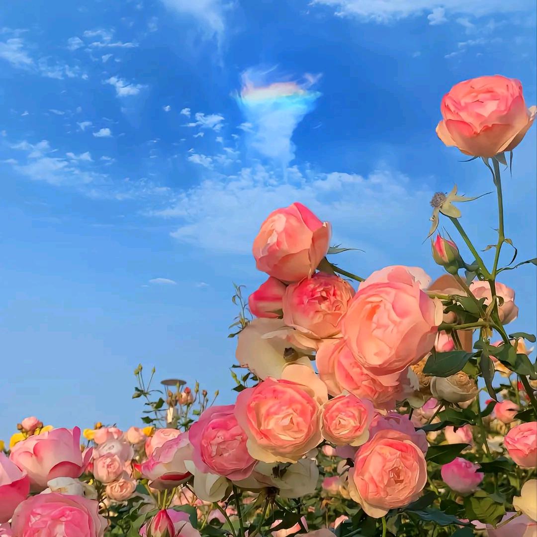 浓浓
