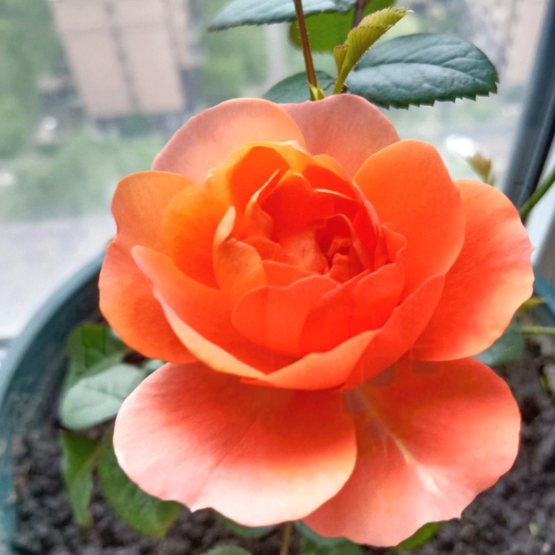 🍀ღ᭄ঞ清悦ঞᥫᩣﻬ🍀