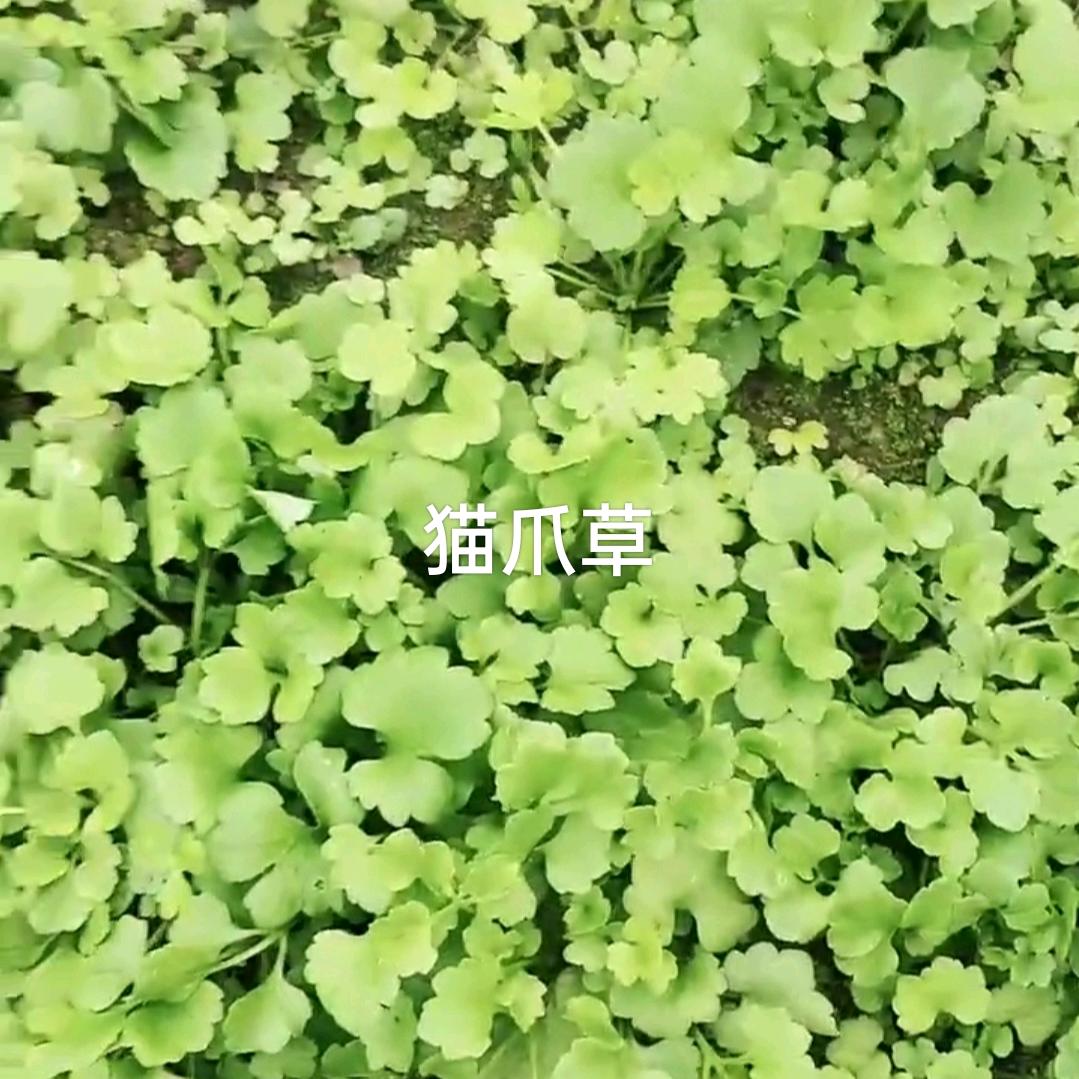 振兴三农的中草