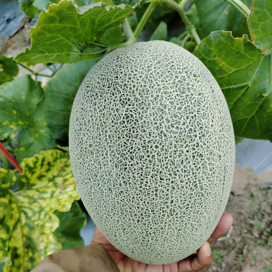 加油吧