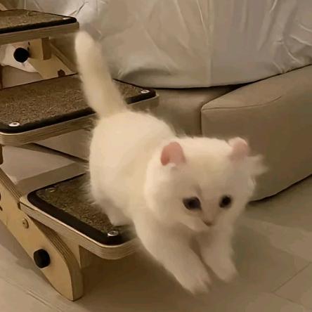 翠鱼心