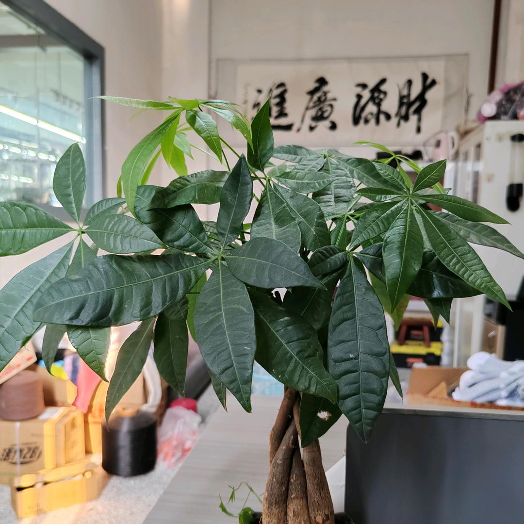 纪哥