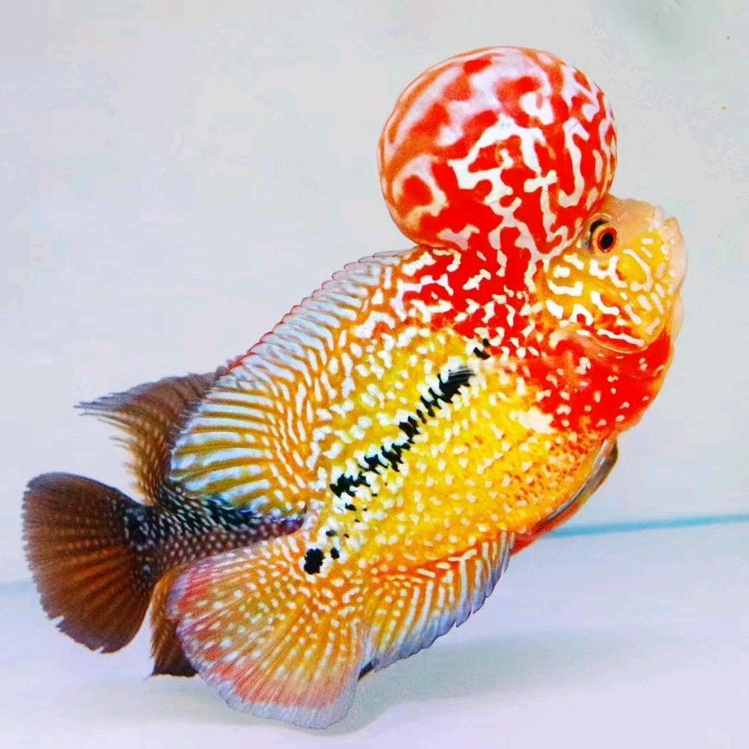 庄周罗汉鱼鱼馆