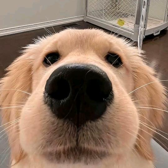 呼