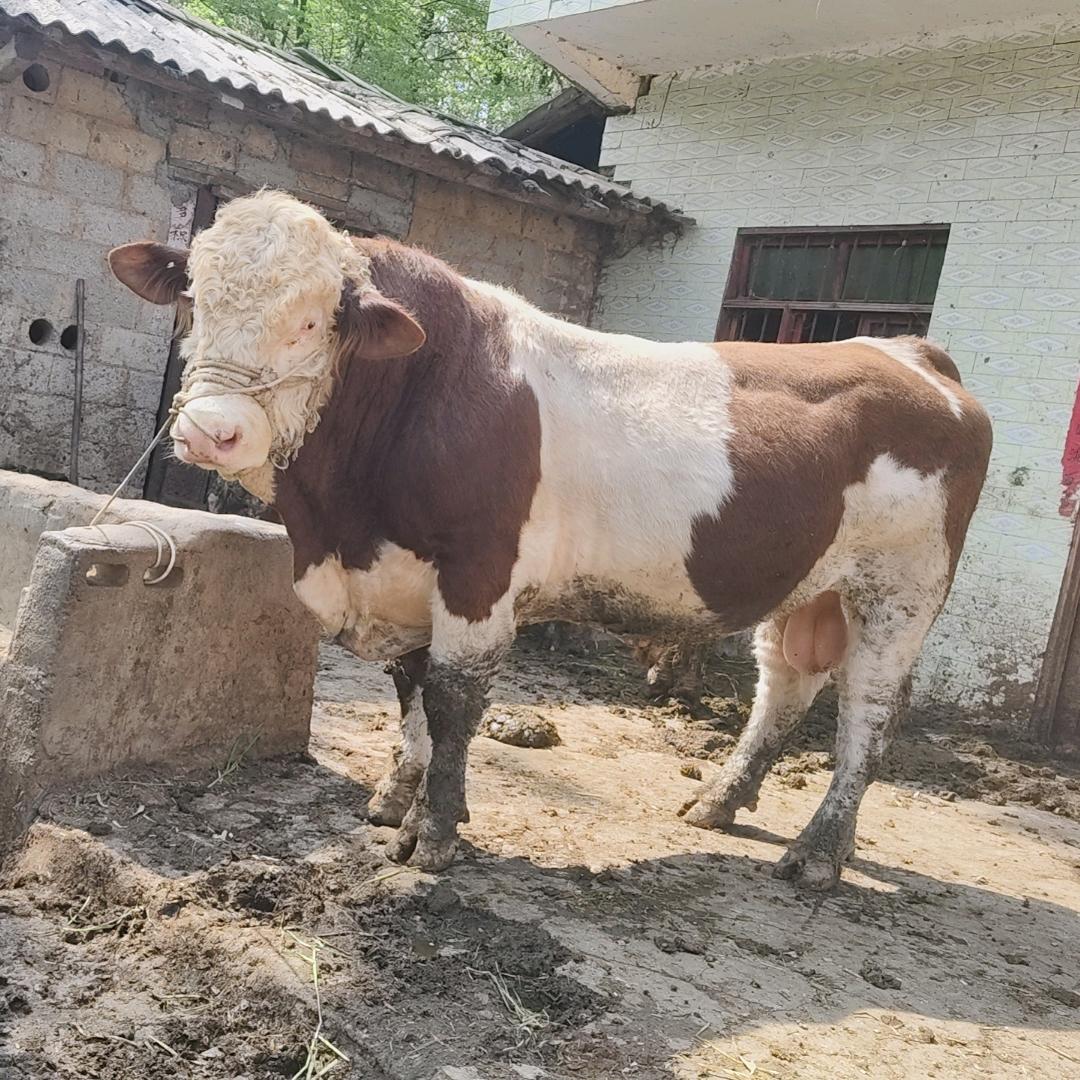 代办买牛小啊尧