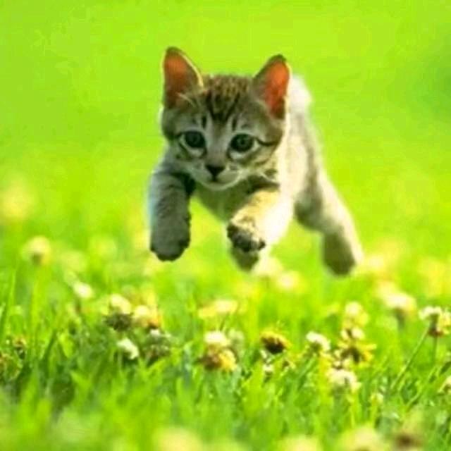 ╭(╯ε╰)╮🎀招财猫🎀