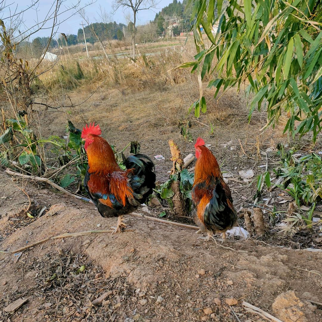 秋叶如花