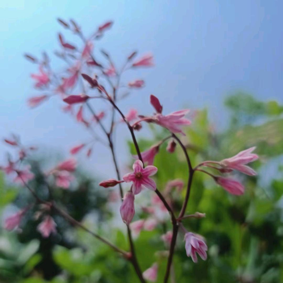 小助理8