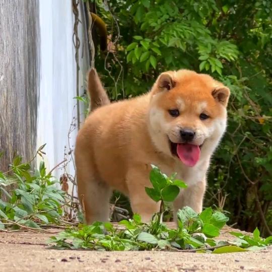 中华田园犬（郭哥）