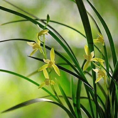 🍀空谷幽兰🍀