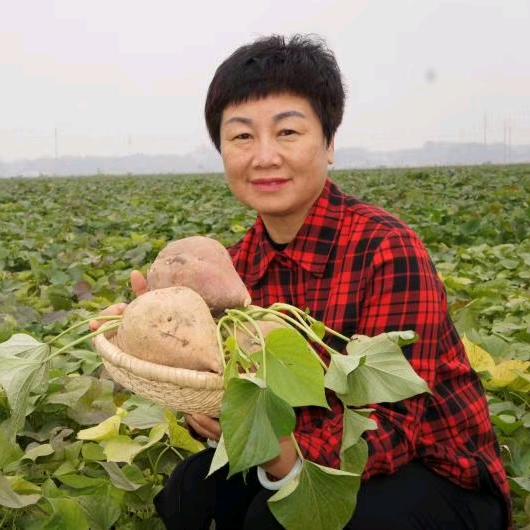 红薯姐姐合作社