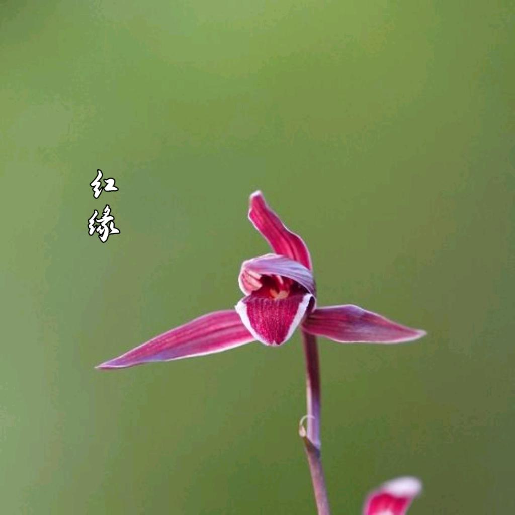 宏源花卉（痴爱寒兰）
