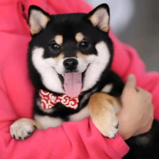 佛山犬舍 尚雅宠物狗