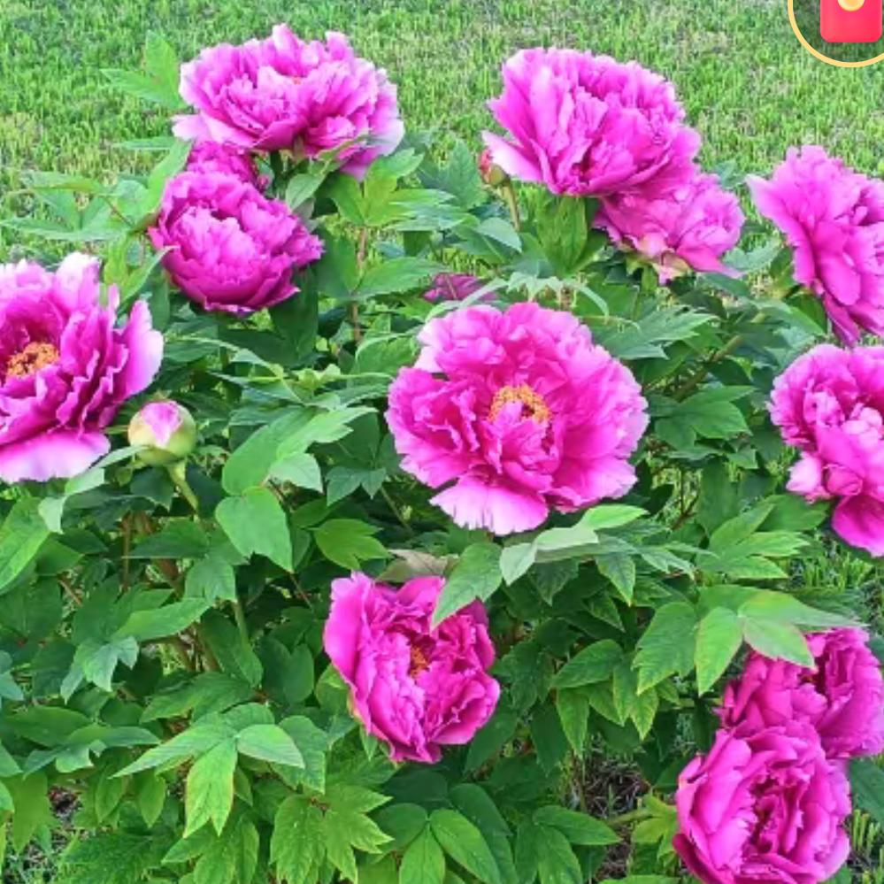 牡丹花开兰艳艳(谢绝私信，勿扰)