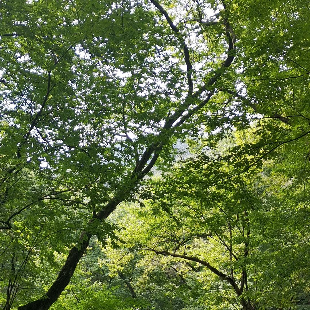 大翔