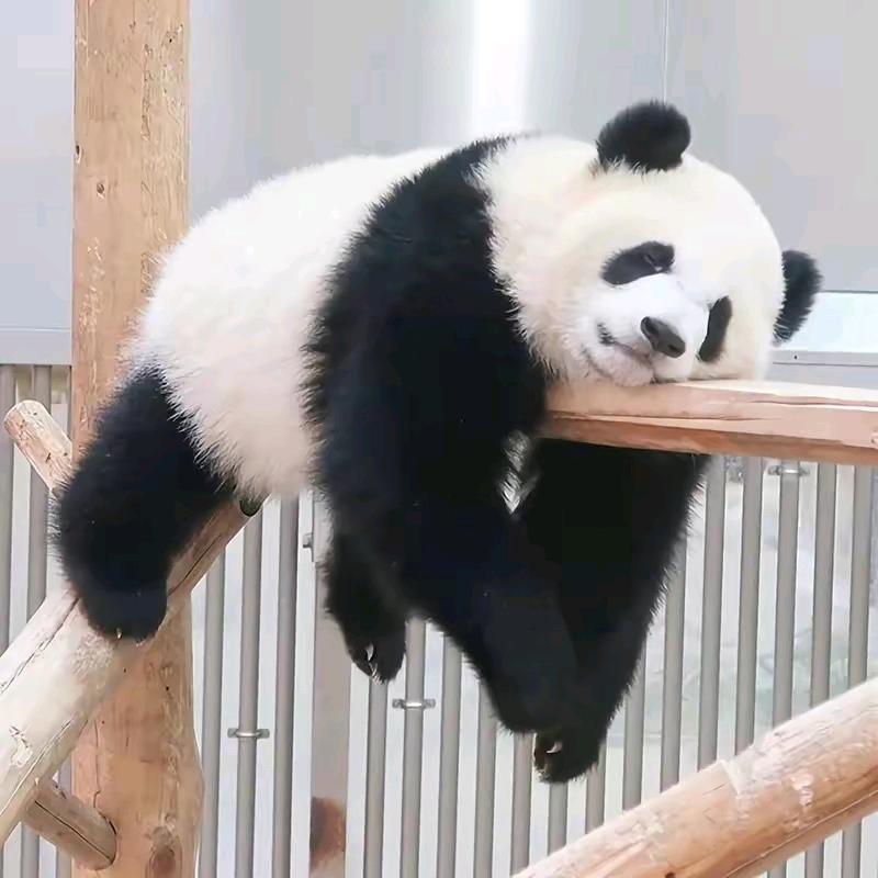 🐼🐼🐼
