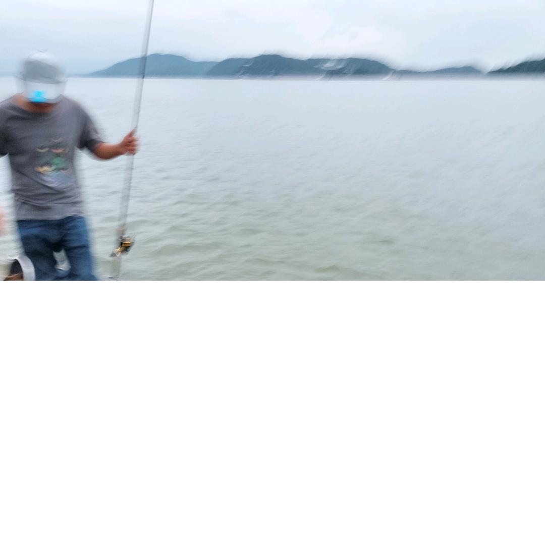 会游的鱼