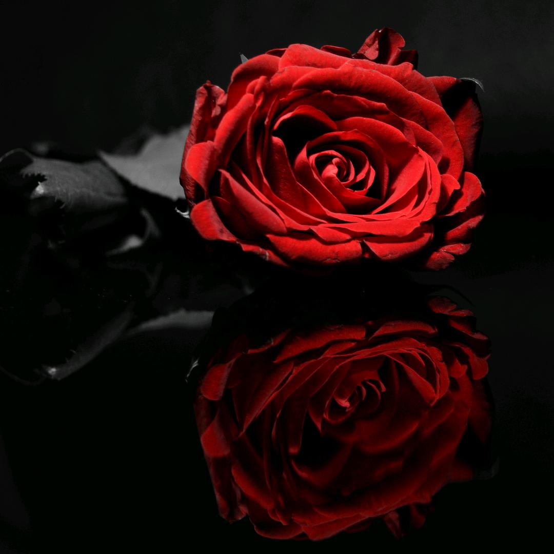 五颜六色玫瑰姐