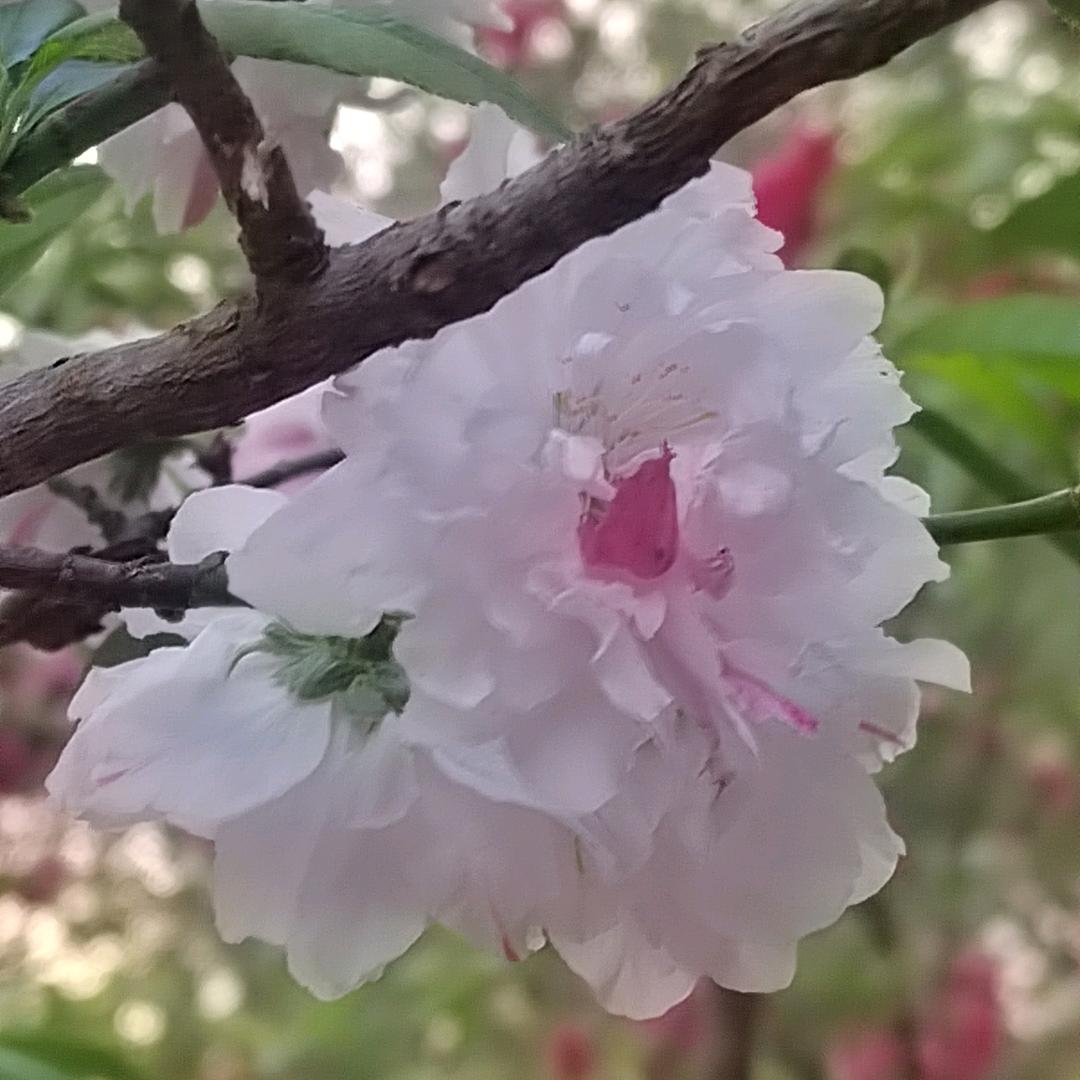 心如止水-