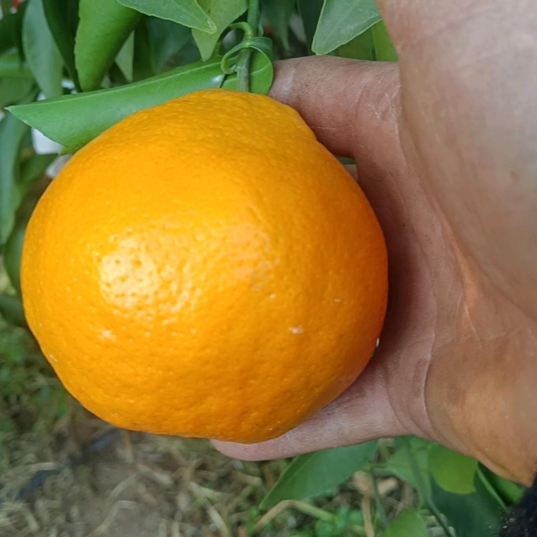 代哥修剪队