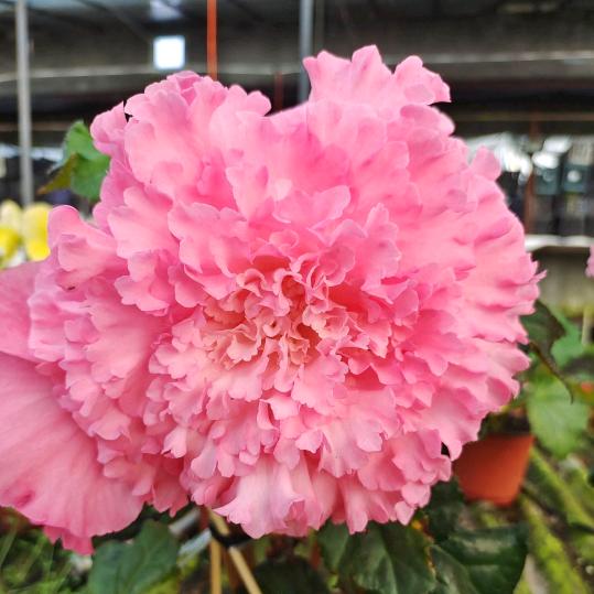 宽城区佰春鲜花种植园