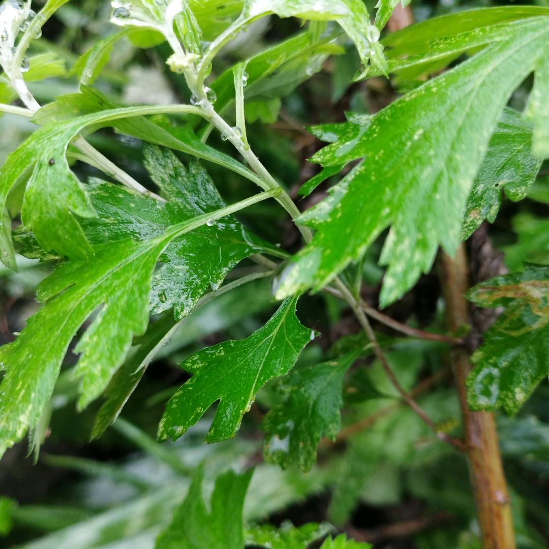 开心快乐每一天万岁