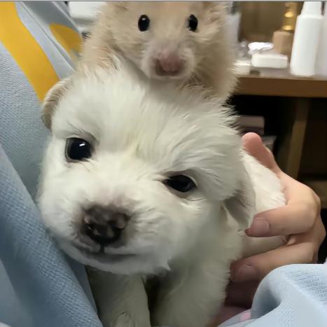 敢敢有心