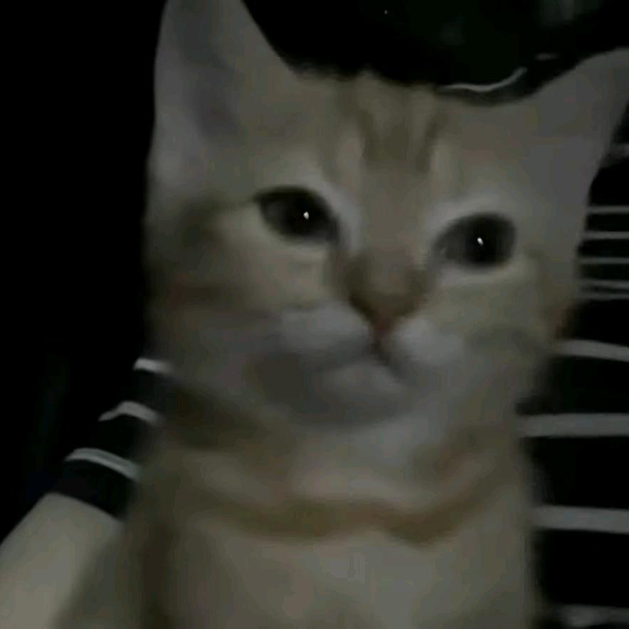 猫师傅