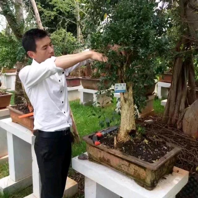 云南盆栽 余晖