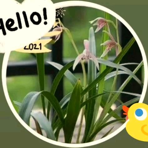 紫罗兰《永恒花园》