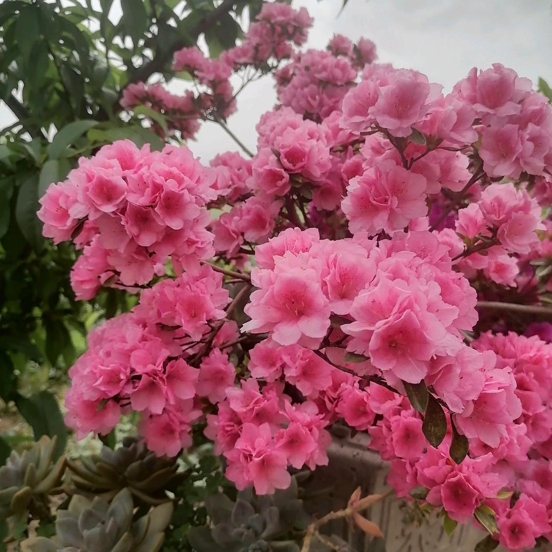 春春爱生活