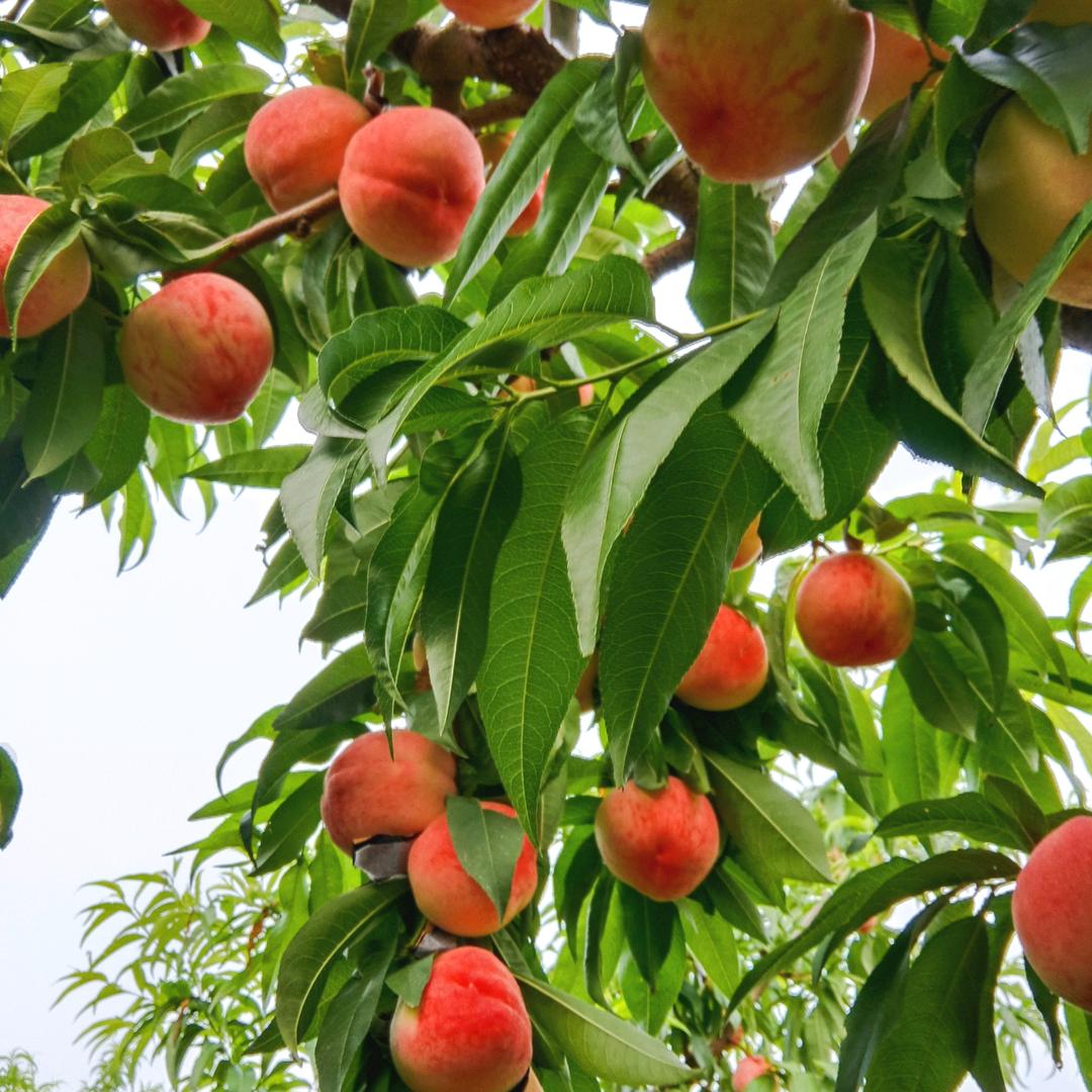 狼牙山桃农姐，