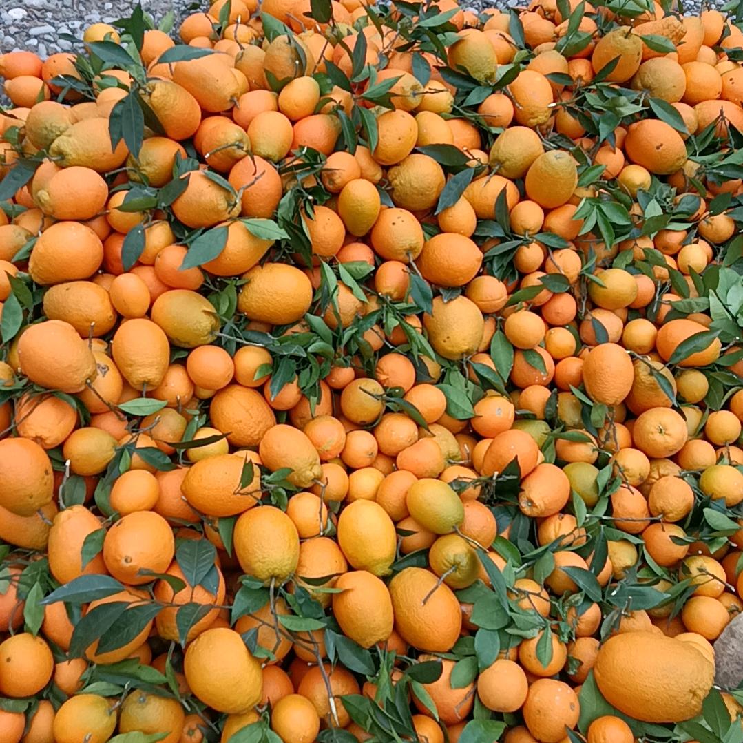 奉节脐橙热卖团队卢哥