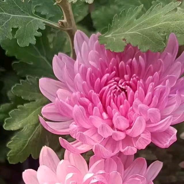 菊