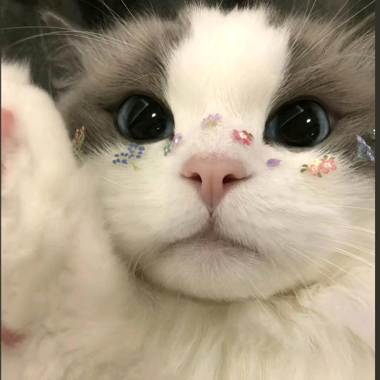 扶 摇 ~