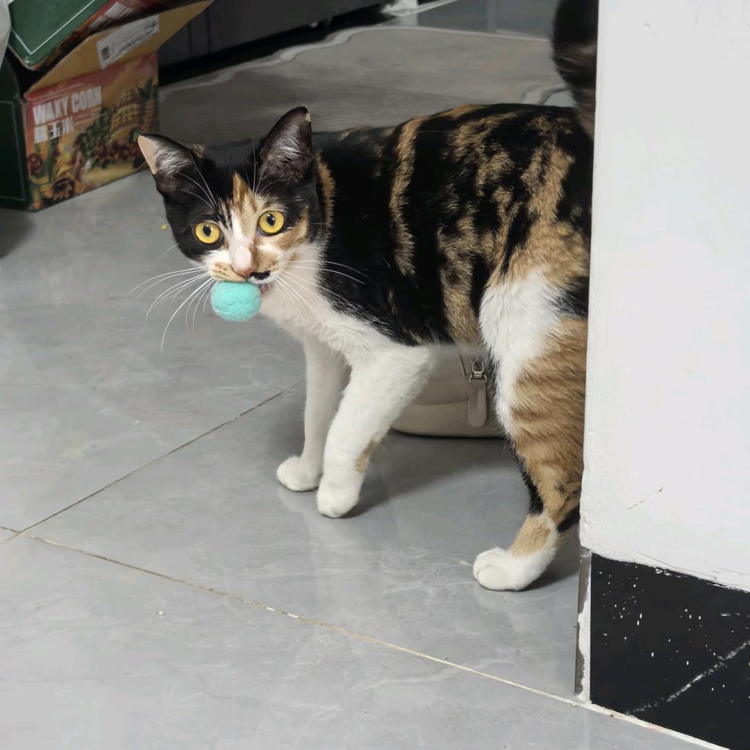 麻麻说我是只喵喵喵喵喵～