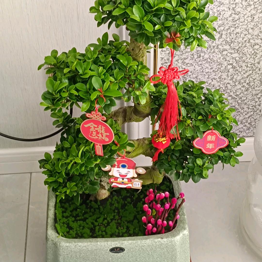 小军开💓笨蛋