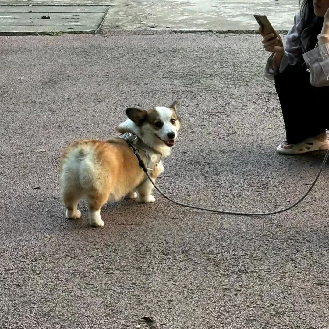 抹茶一点点