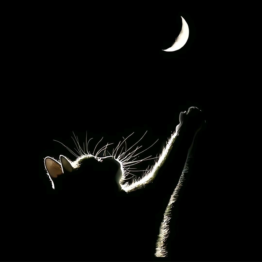 🌈凌晨一点的猫