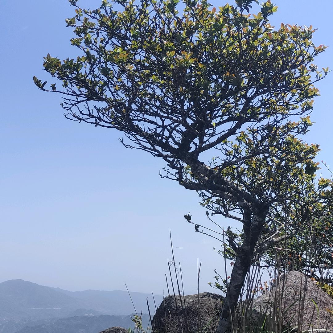 缘之空(❁´◡`❁)*✲ﾟ*